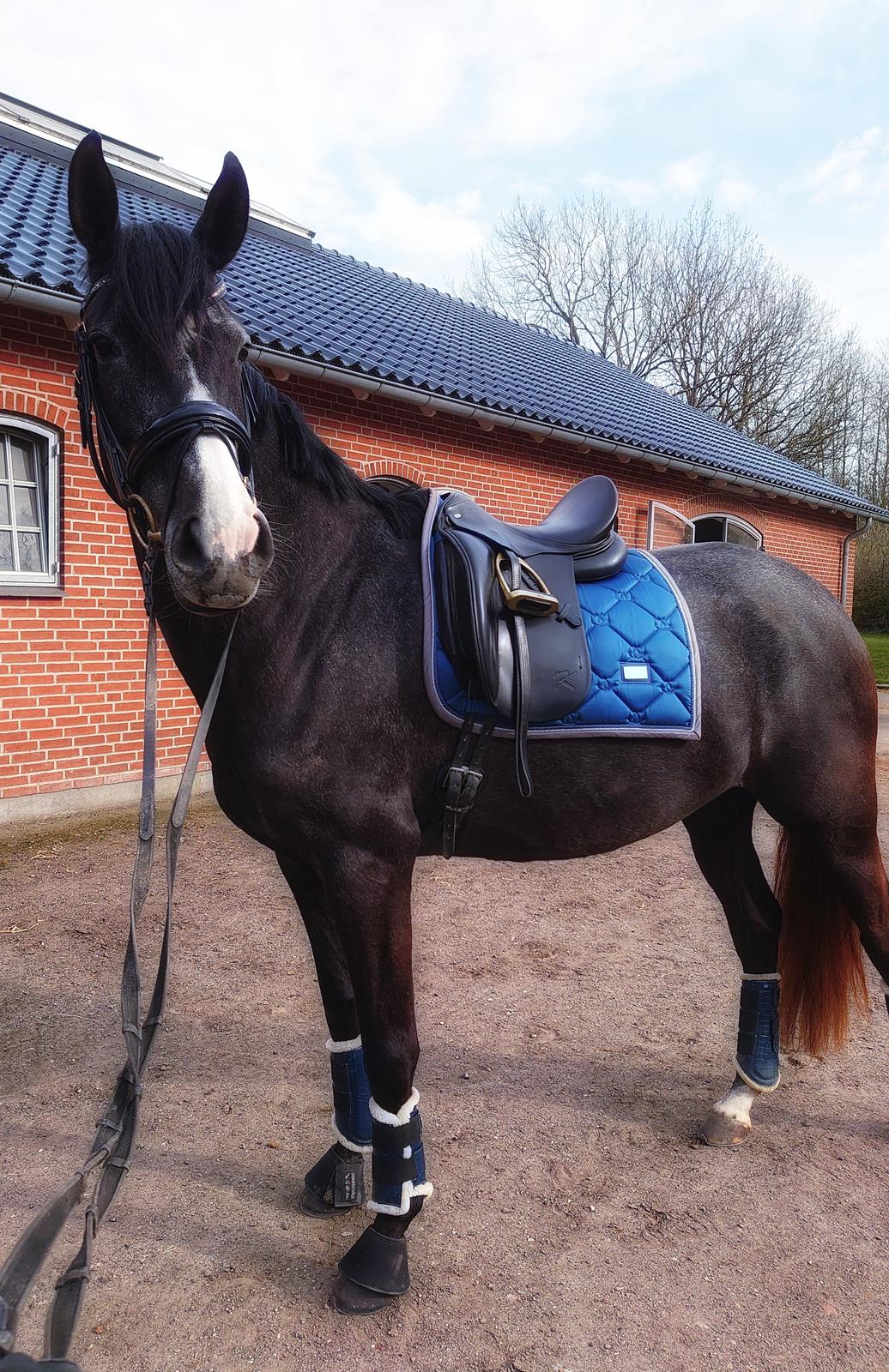 Anden særlig race Adelina(Himmelhest) billede 8