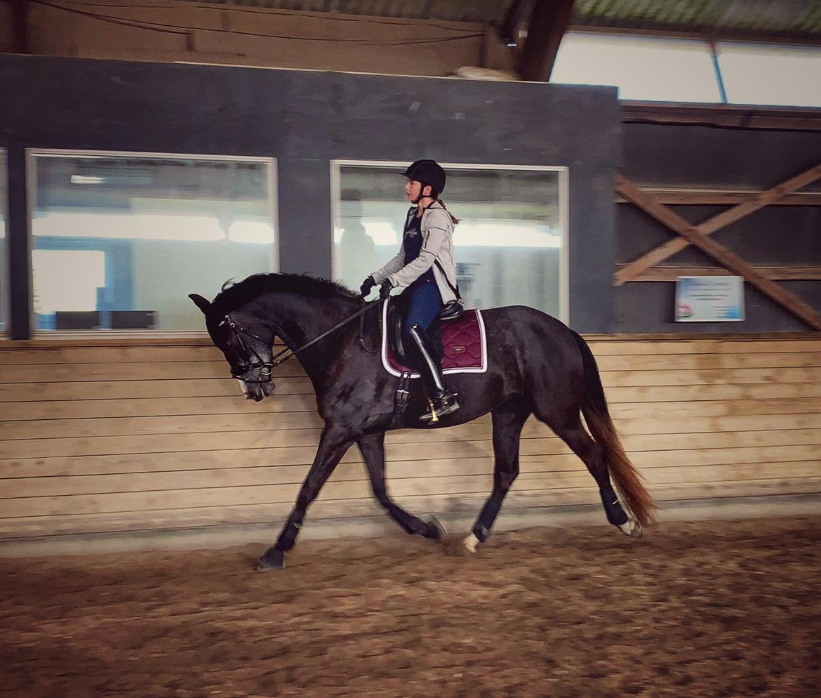 Anden særlig race Adelina(Himmelhest) billede 9