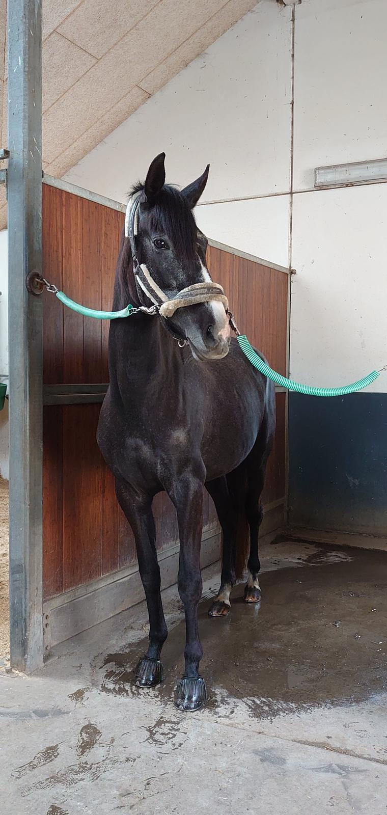 Anden særlig race Adelina(Himmelhest) billede 10
