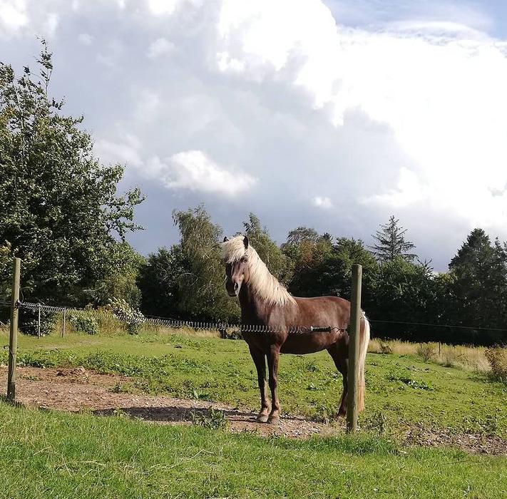 Islænder Elva Fra Torupgård billede 5