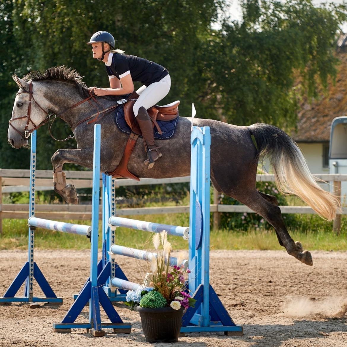 Zangersheide Pachanga Z billede 14