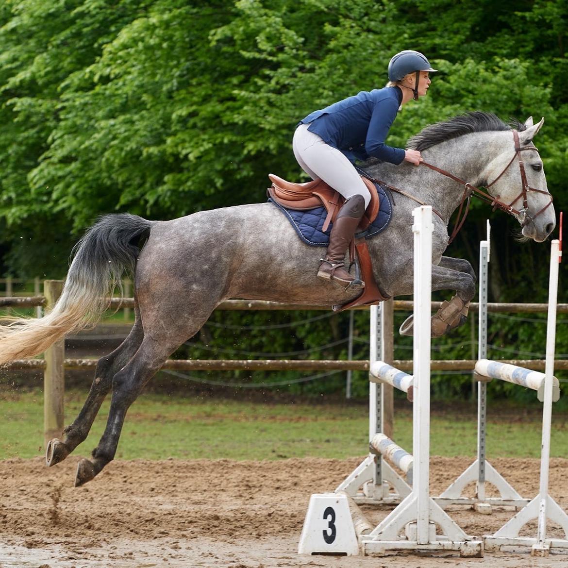 Zangersheide Pachanga Z billede 19