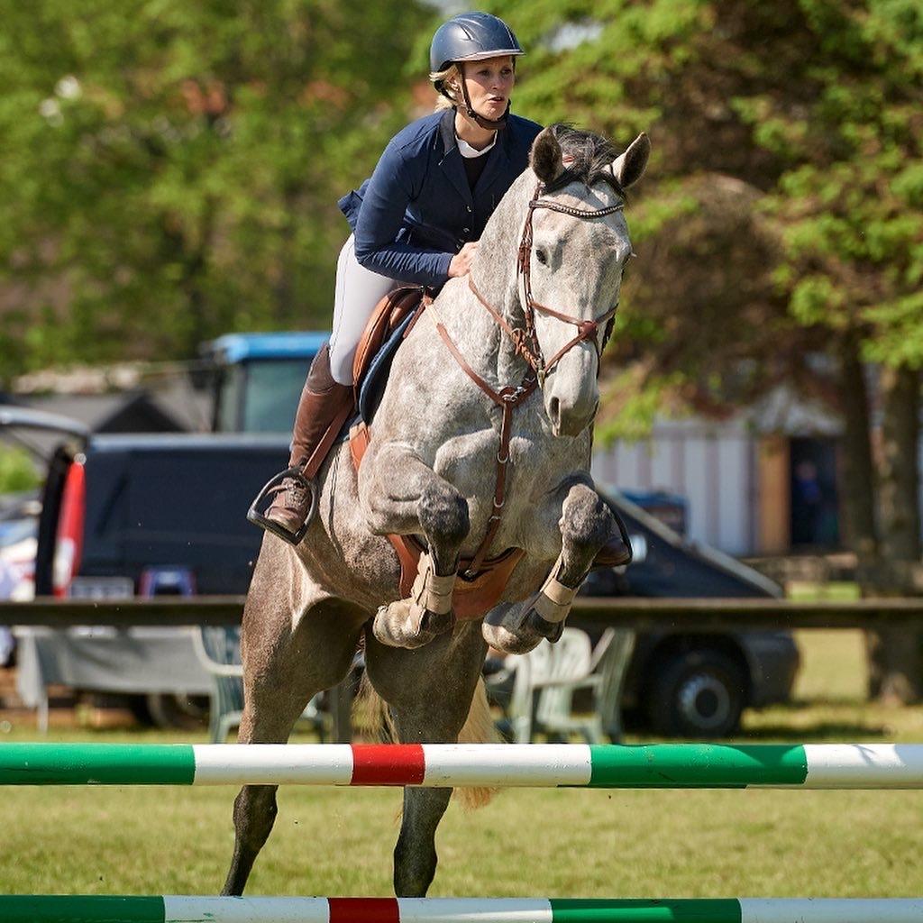Zangersheide Pachanga Z billede 15