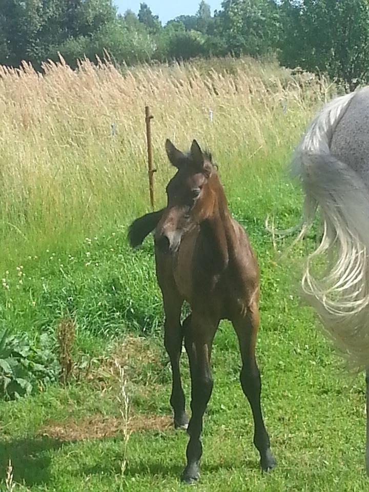 Zangersheide Pachanga Z billede 1