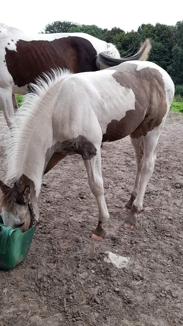 Pinto Søgårds Amaranto  billede 8