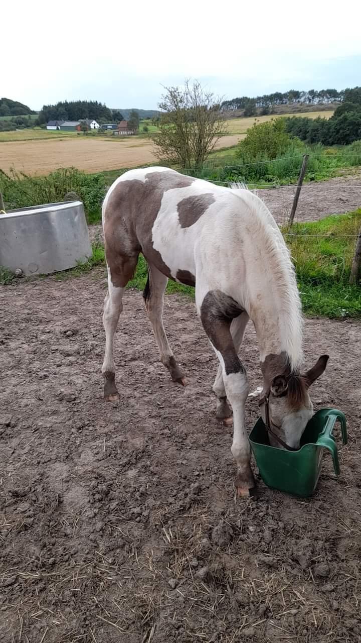 Pinto Søgårds Amaranto  billede 9