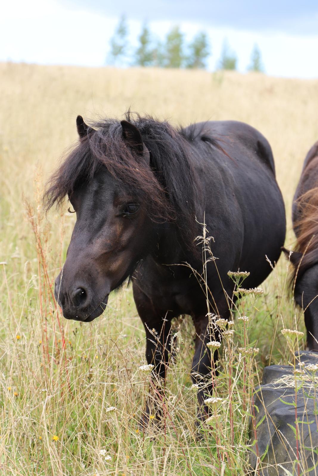 Anden særlig race Turn and burn  billede 3