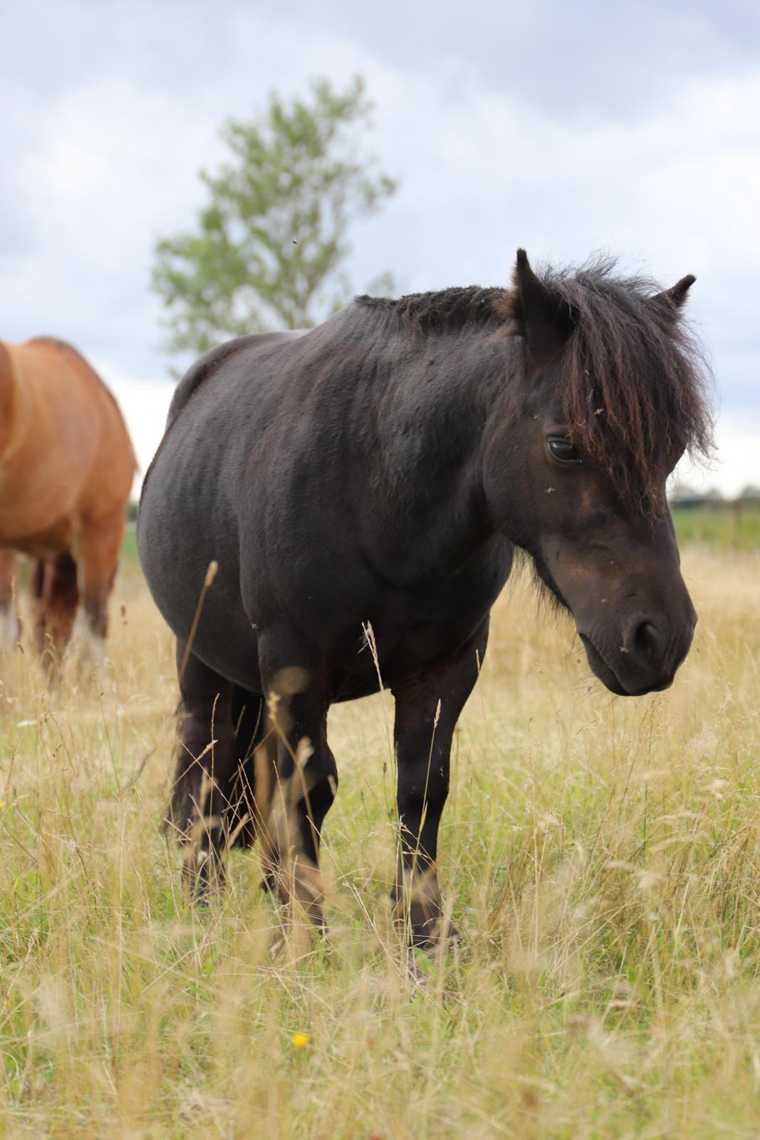 Anden særlig race Turn and burn  billede 4