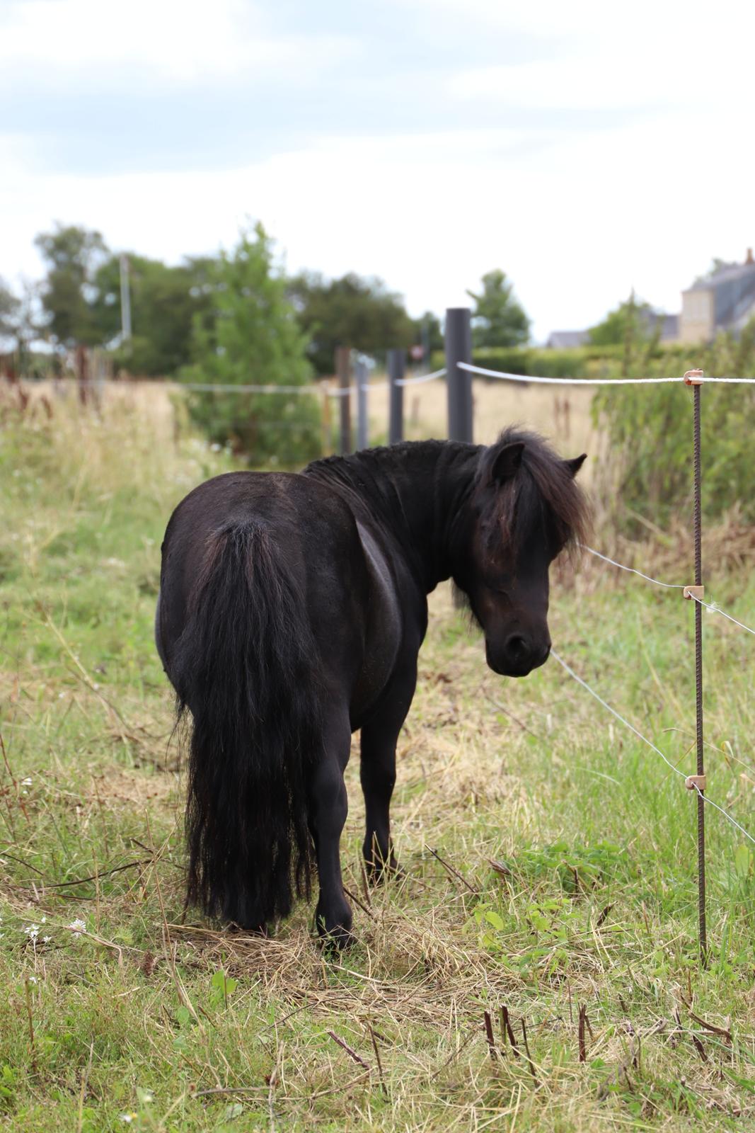 Anden særlig race Turn and burn  billede 5