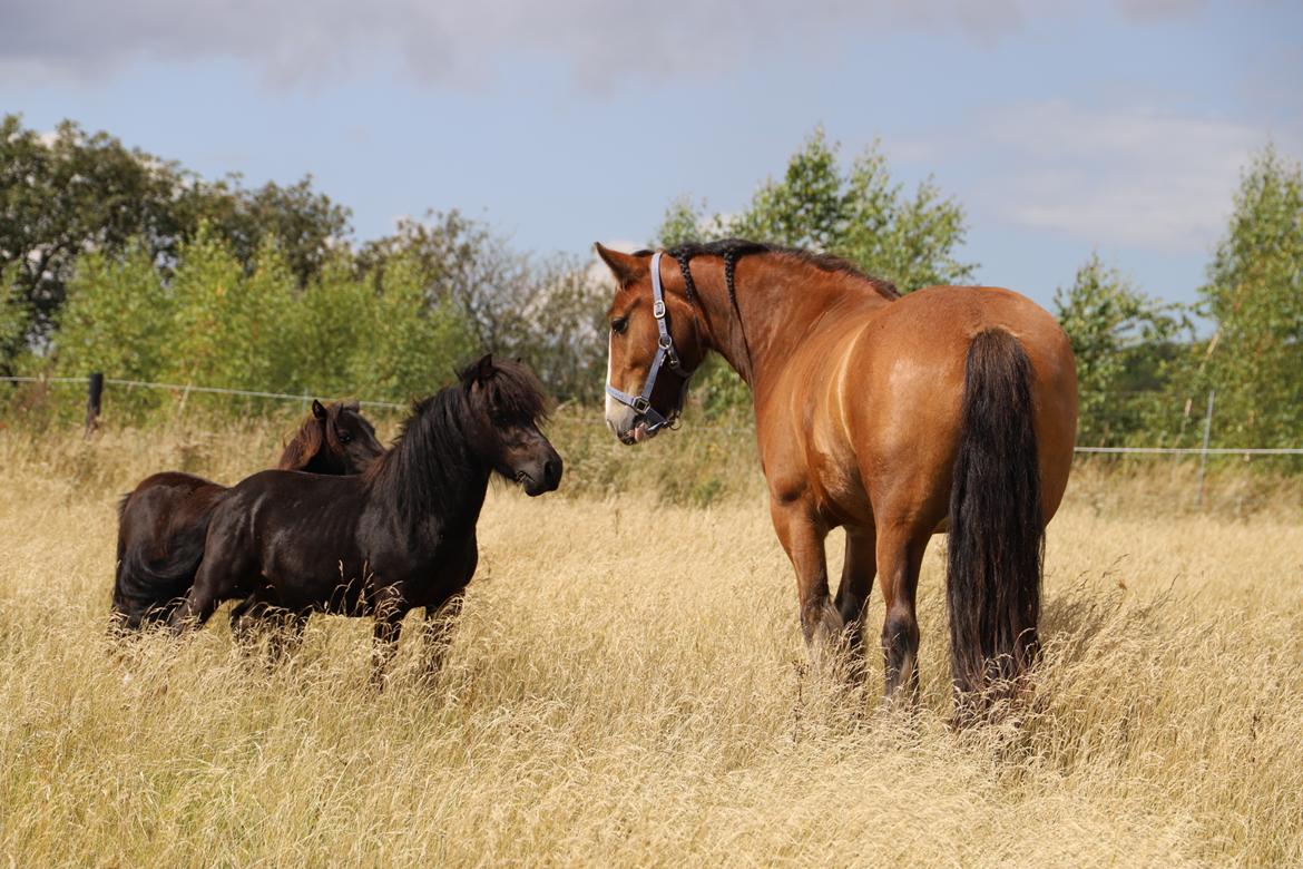 Anden særlig race Turn and burn  billede 7