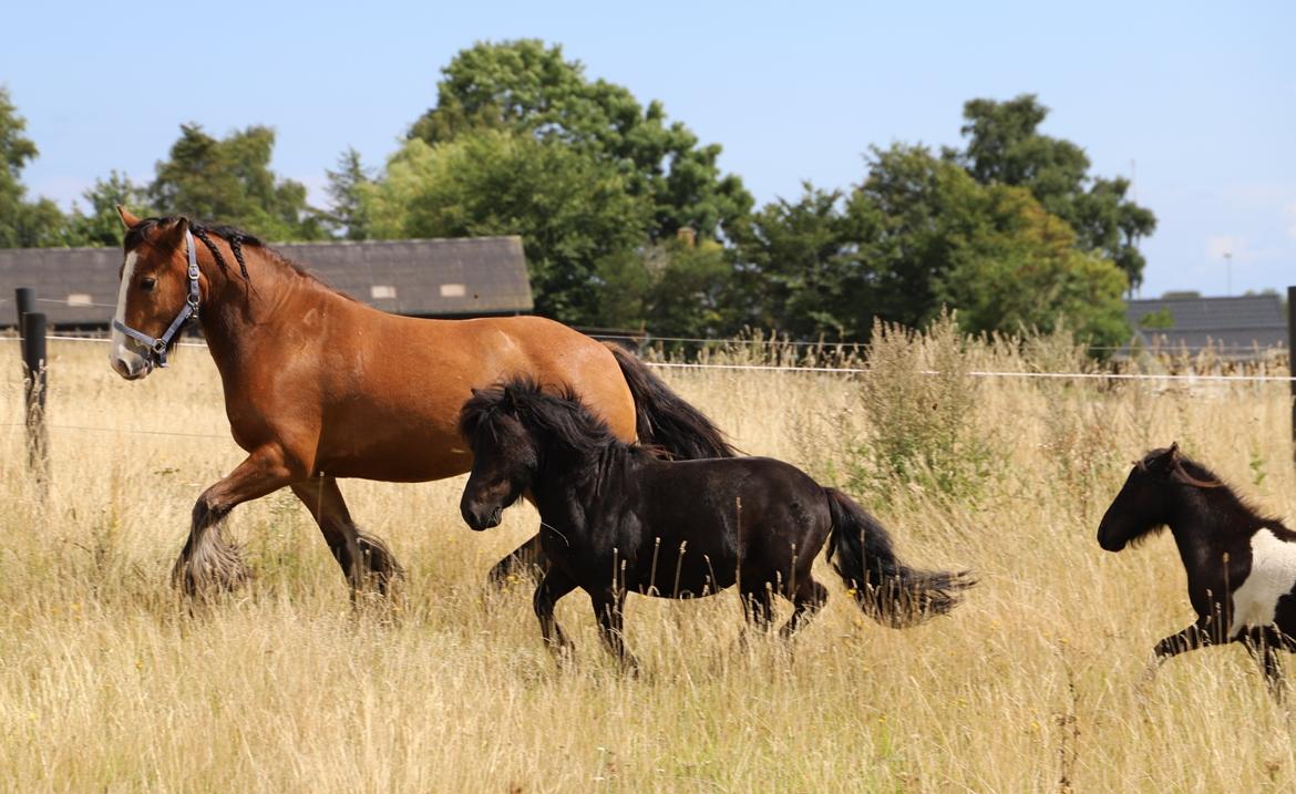 Anden særlig race Turn and burn  billede 8
