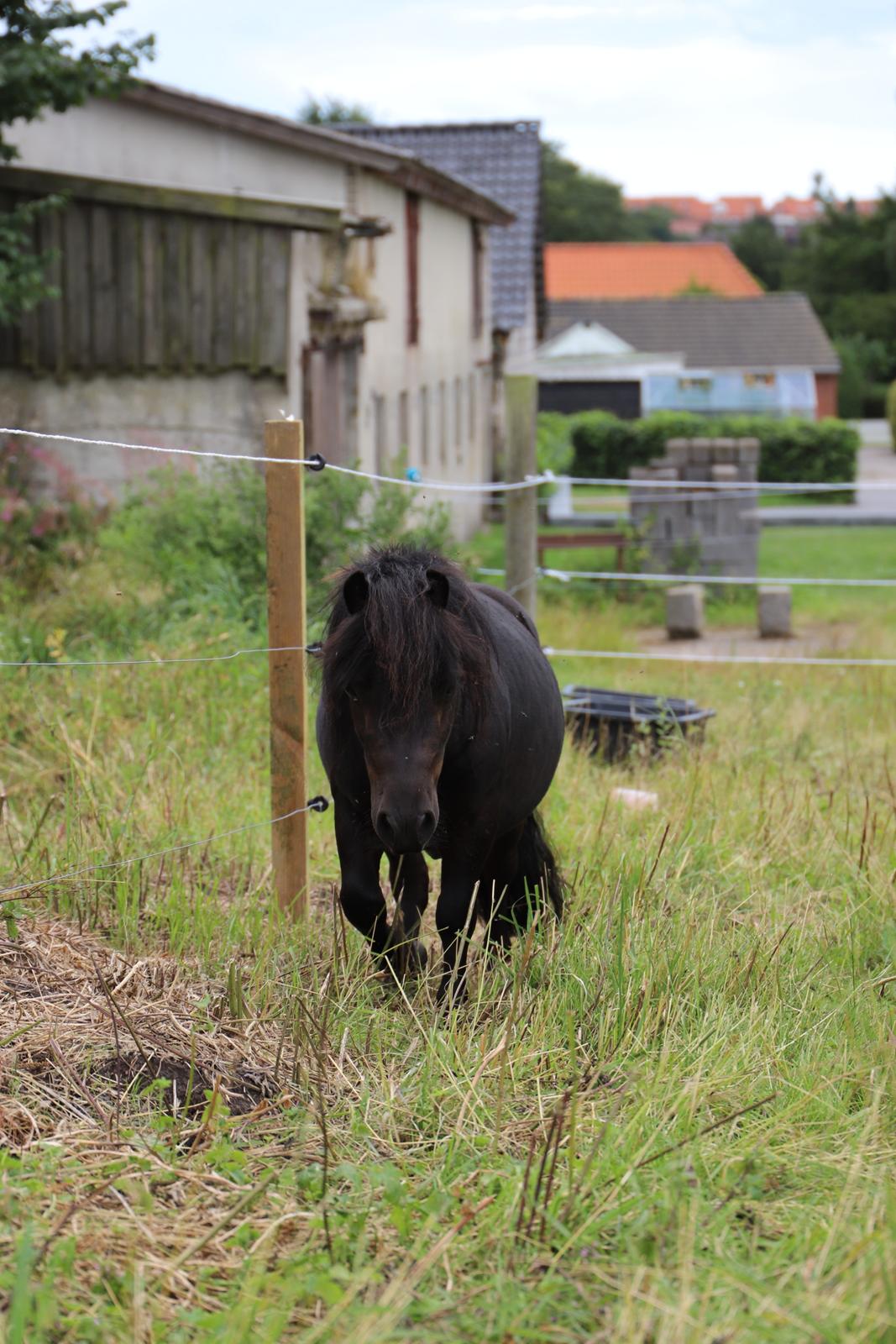 Anden særlig race Turn and burn  billede 6