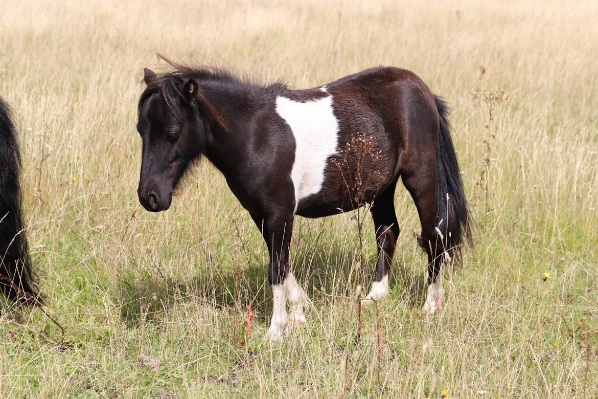 Anden særlig race Capaia billede 1