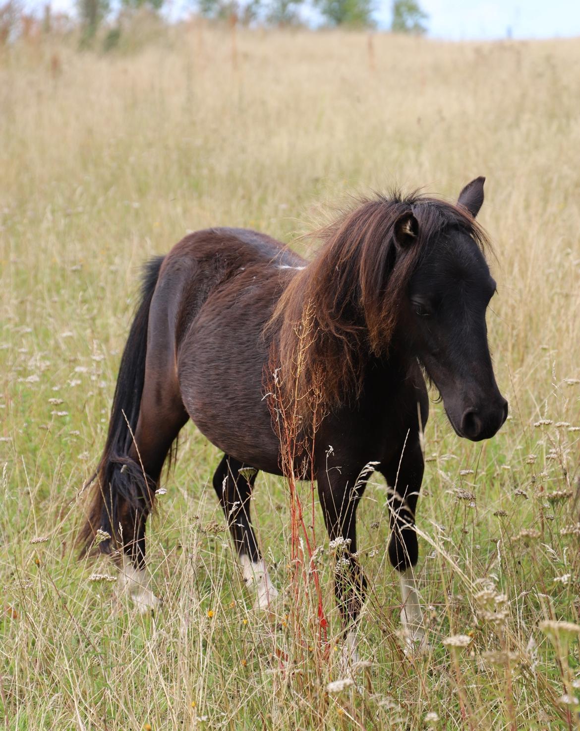 Anden særlig race Capaia billede 4