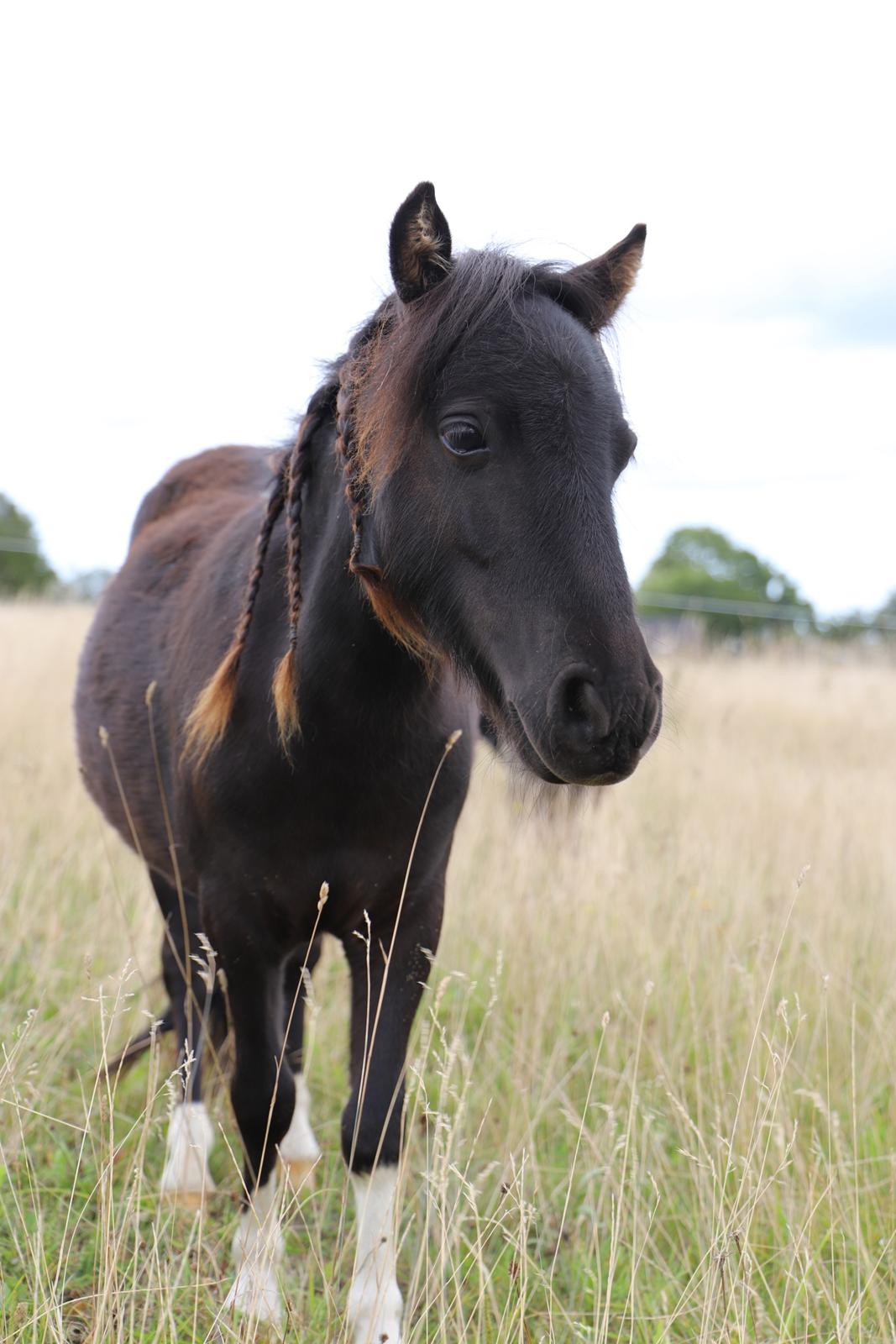 Anden særlig race Capaia billede 5