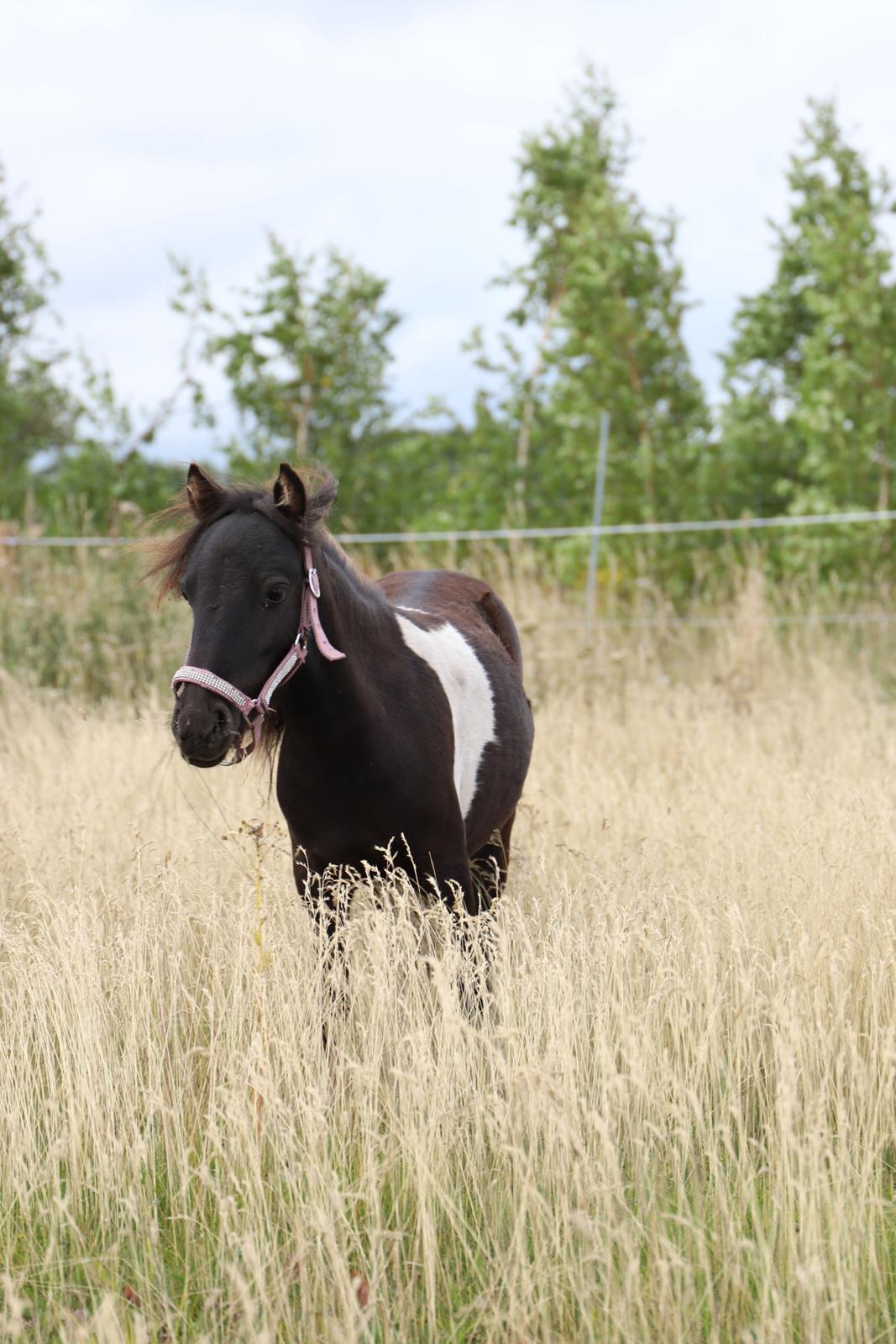 Anden særlig race Capaia billede 6