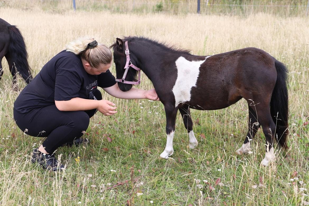 Anden særlig race Capaia billede 7