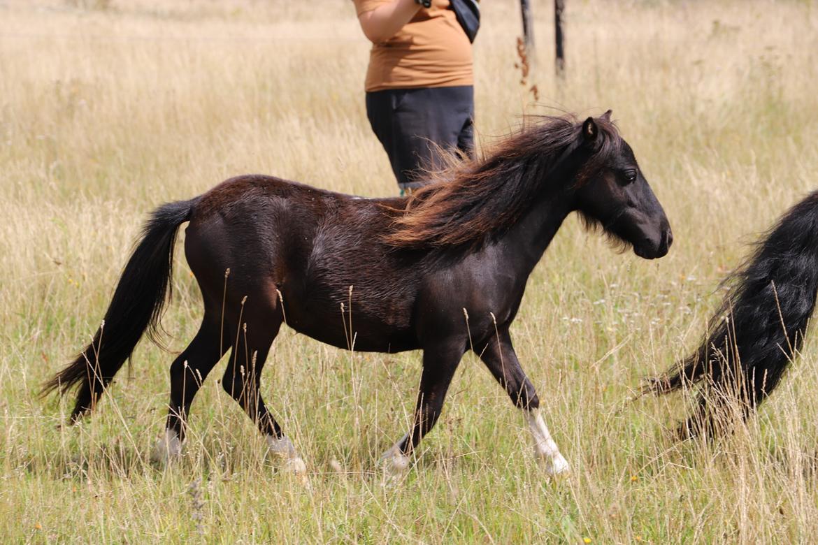 Anden særlig race Capaia billede 2
