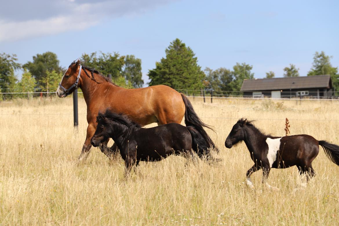 Anden særlig race Capaia billede 8