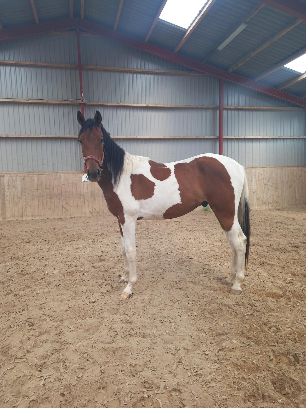 Pinto Løvegaardens Hidalgo - 2 år.  billede 10