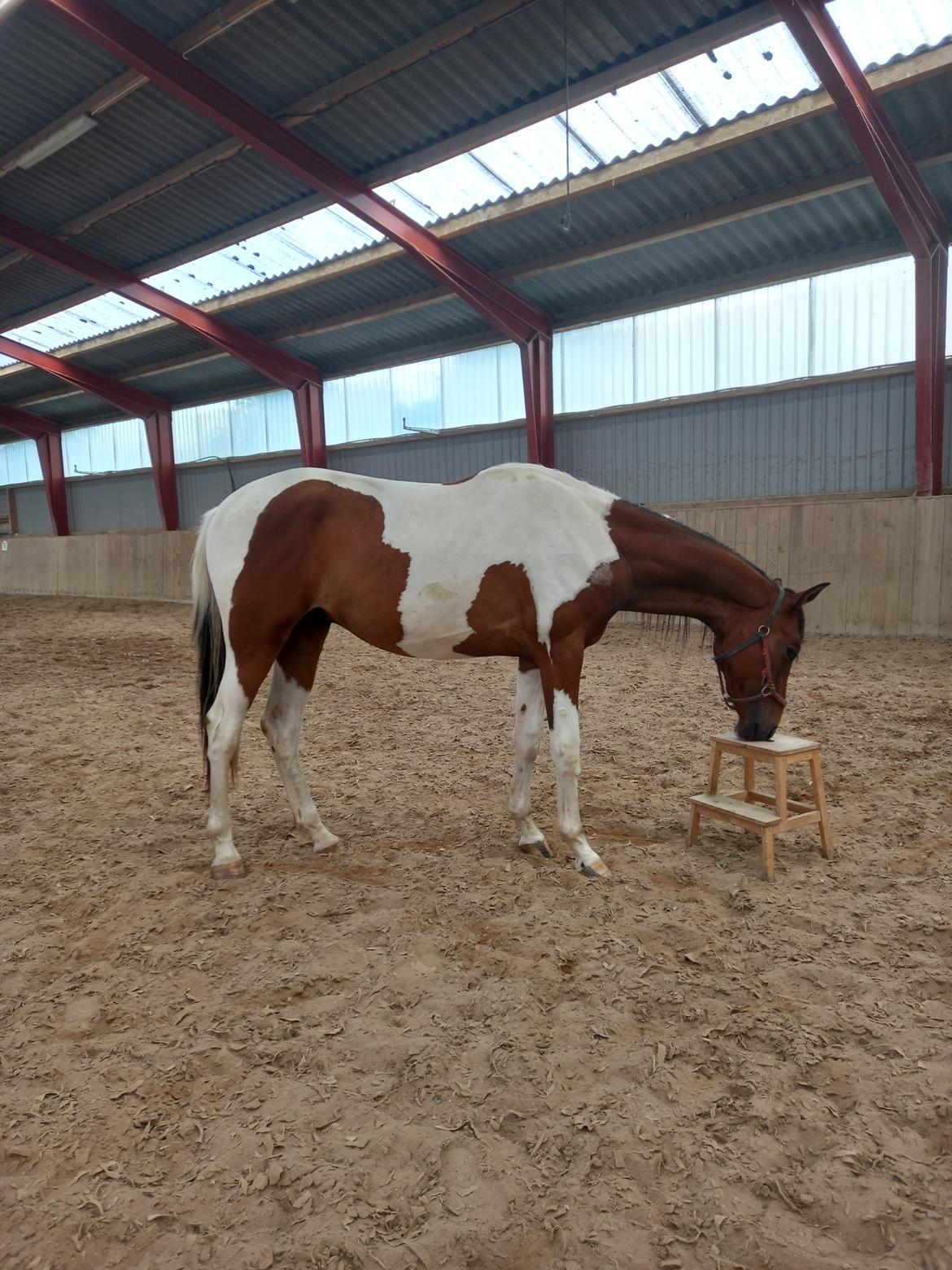 Pinto Løvegaardens Hidalgo billede 11