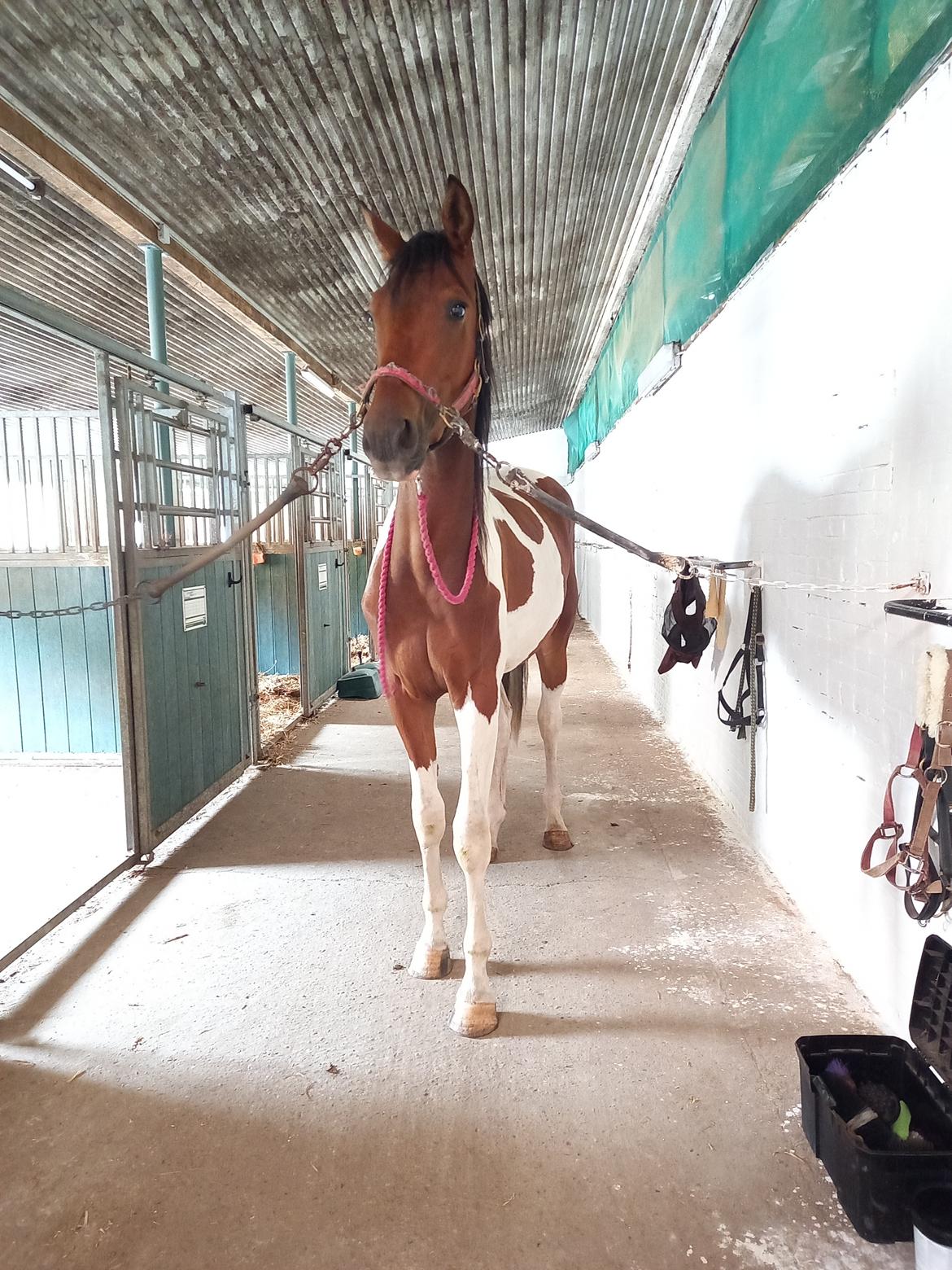 Pinto Løvegaardens Hidalgo - Langeland  billede 12