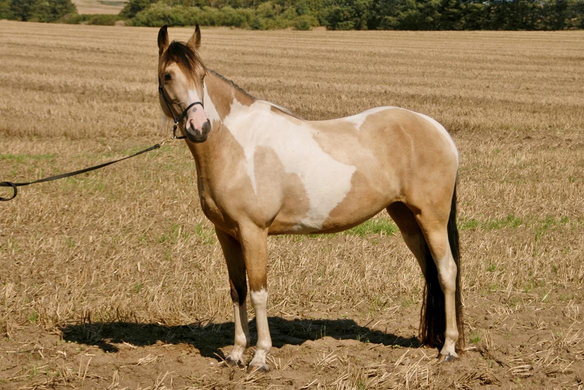 Tennessee Walker | Pride'n'Justice billede 19