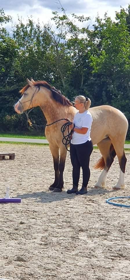 Welsh Cob (sec D) Chopins Cashmere *Himmelhest billede 16