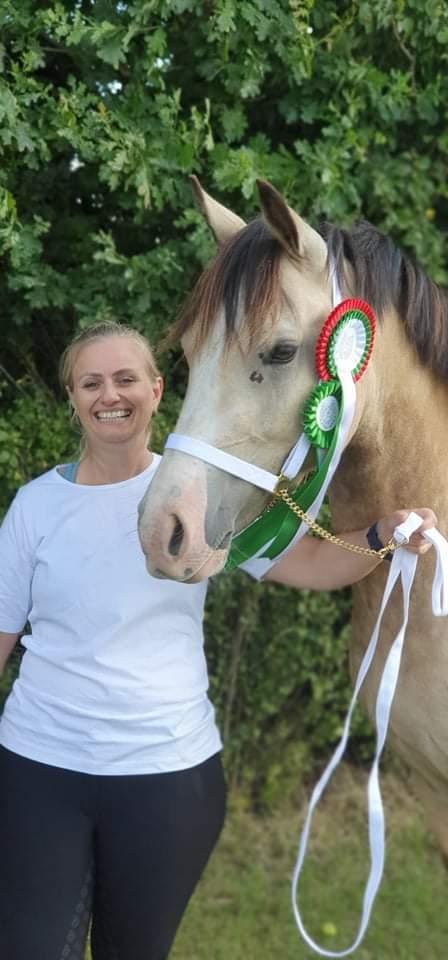 Welsh Cob (sec D) Chopins Cashmere *Himmelhest billede 5