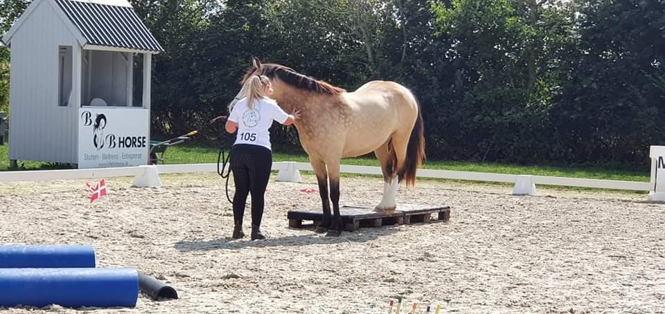 Welsh Cob (sec D) Chopins Cashmere *Himmelhest billede 17