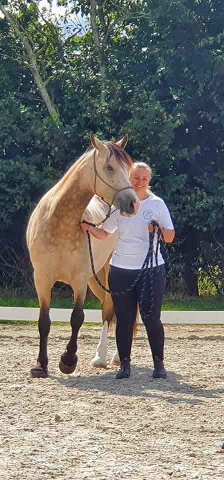 Welsh Cob (sec D) Chopins Cashmere *Himmelhest billede 20