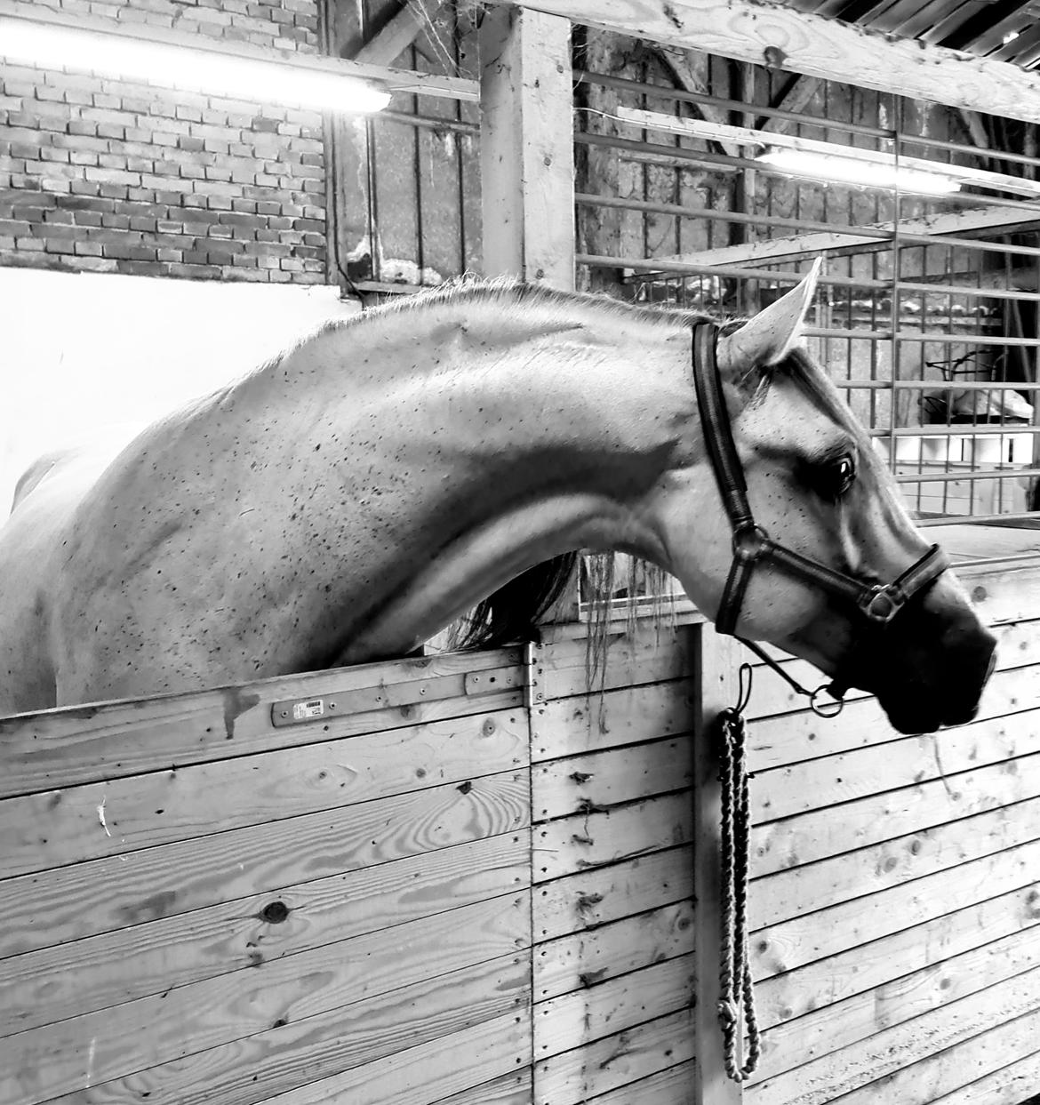 Cruzado Serranito  billede 1