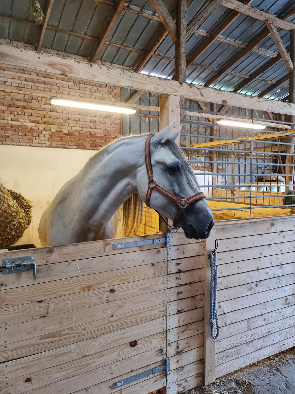 Cruzado Serranito  billede 2