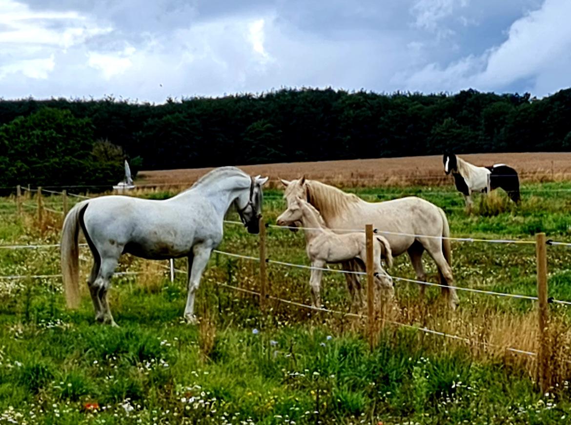 Cruzado Serranito  billede 3