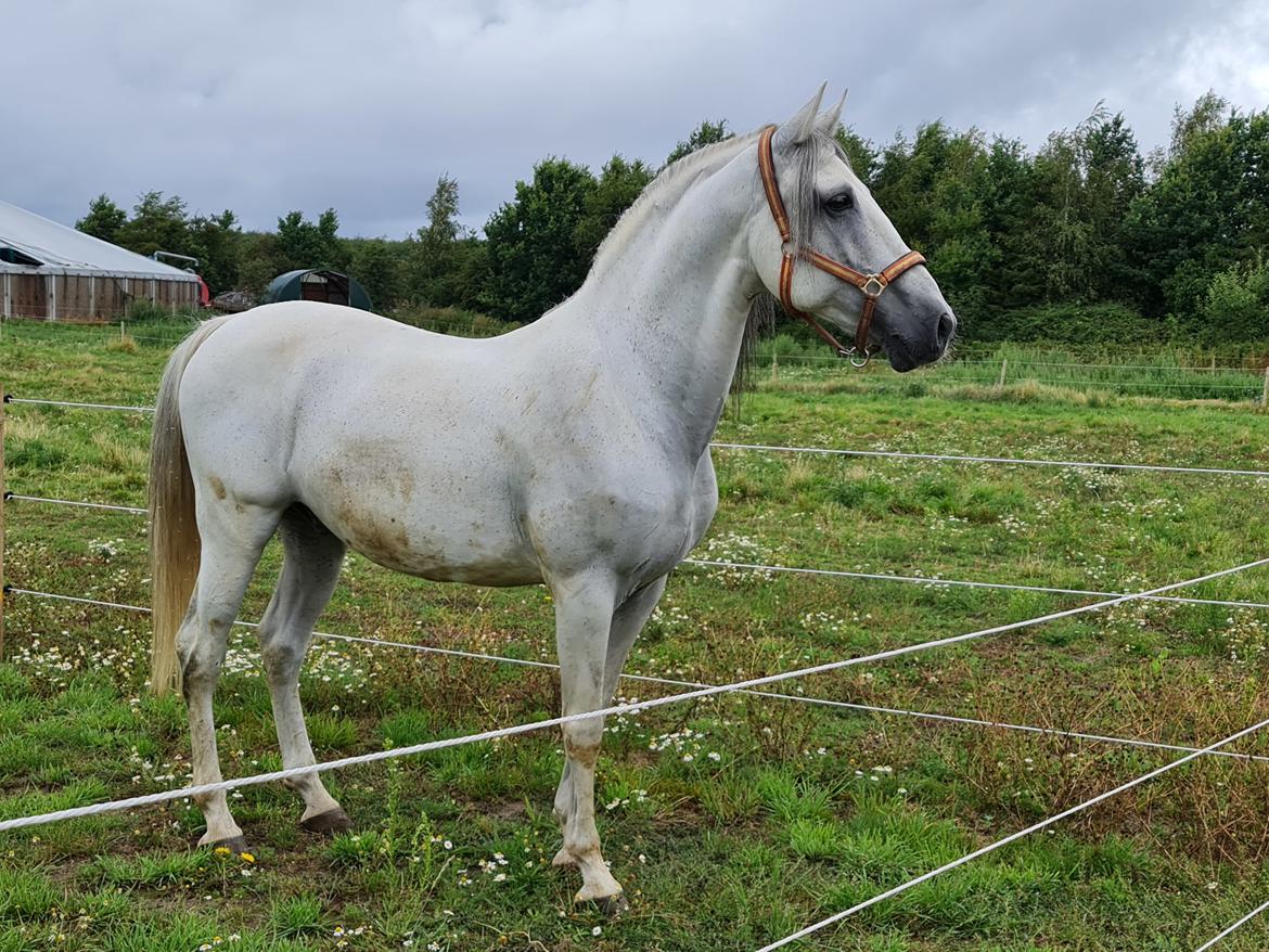 Cruzado Serranito  billede 5