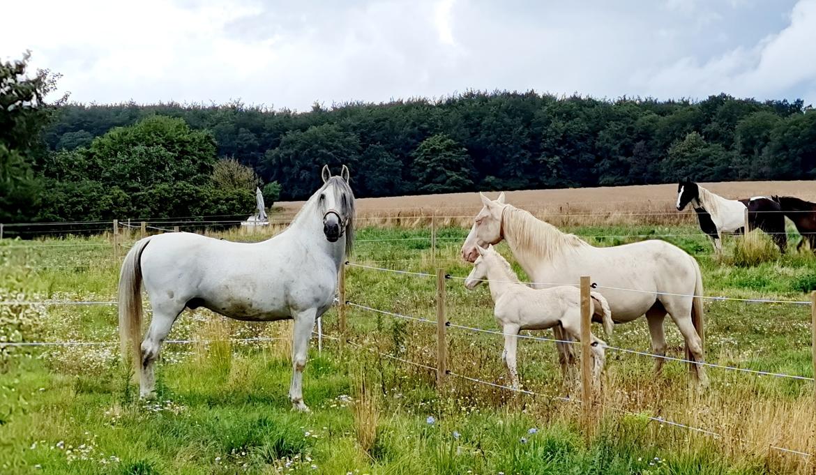 Cruzado Serranito  billede 4