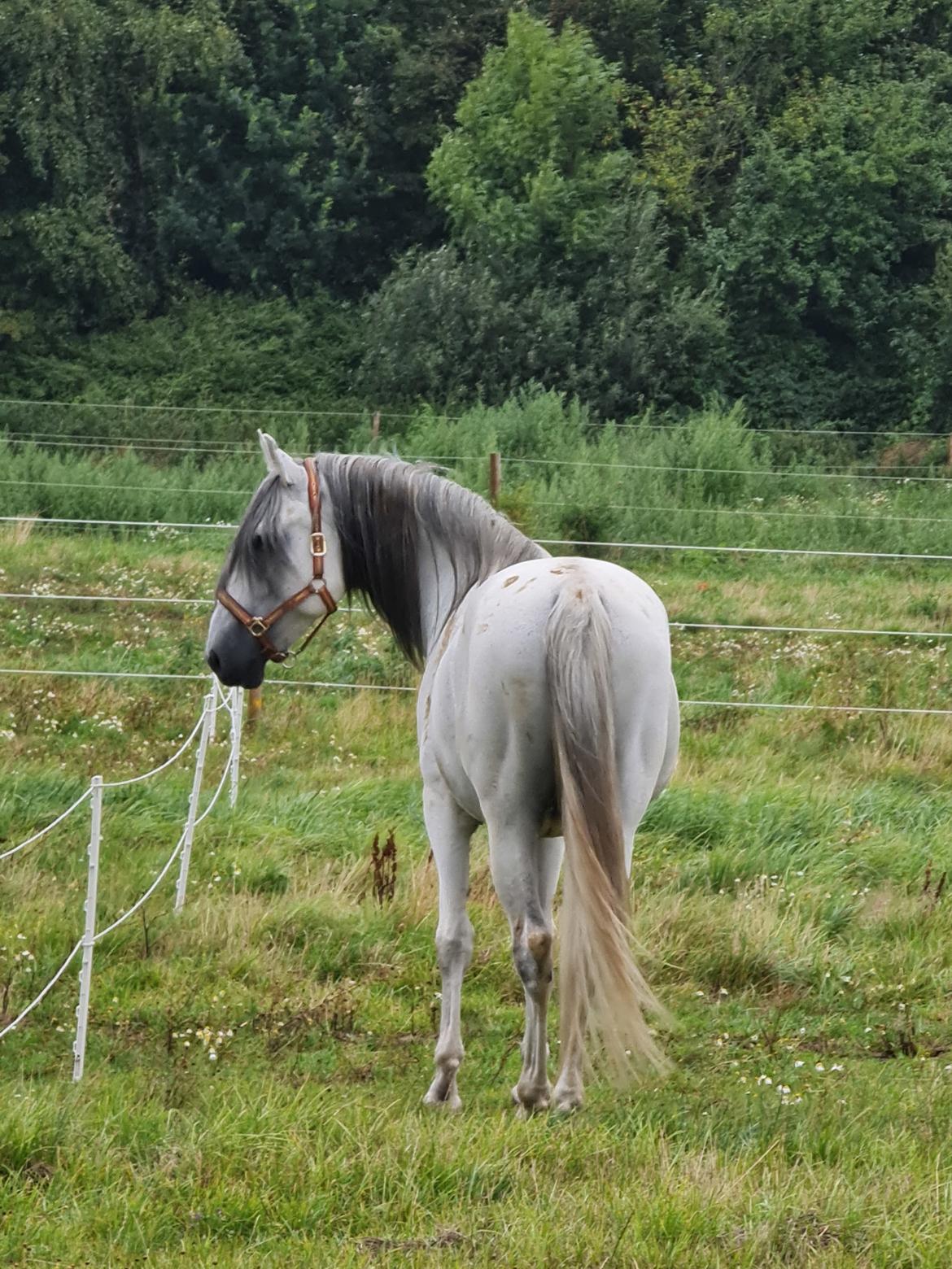 Cruzado Serranito  billede 6
