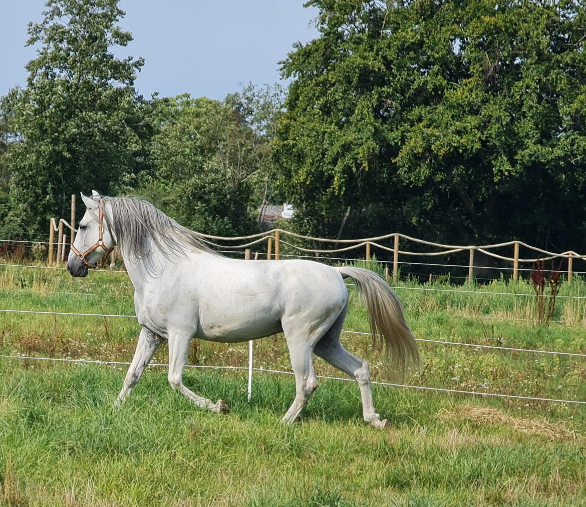 Cruzado Serranito  billede 11