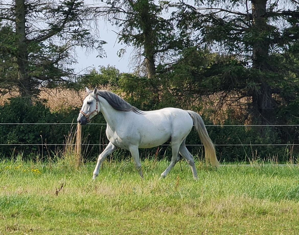 Cruzado Serranito  billede 12