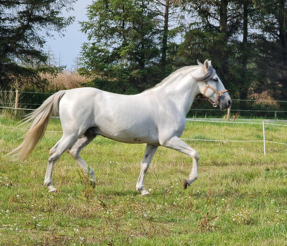 Cruzado Serranito  billede 13