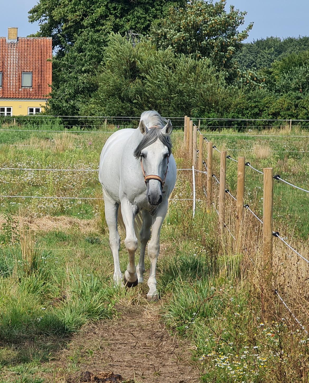 Cruzado Serranito  billede 17