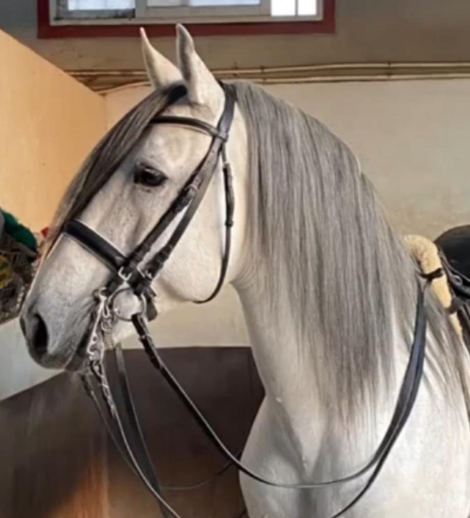 Cruzado Serranito  billede 16