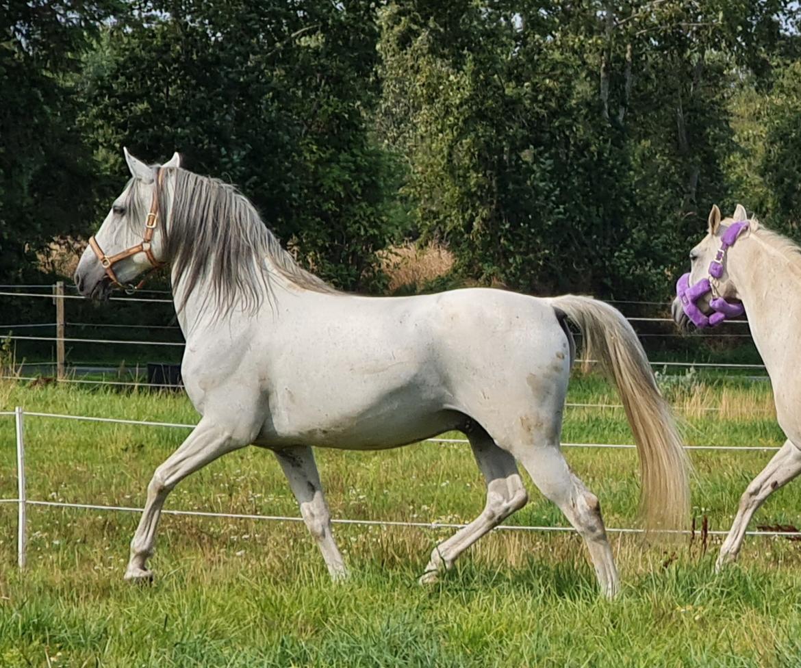 Cruzado Serranito  billede 18