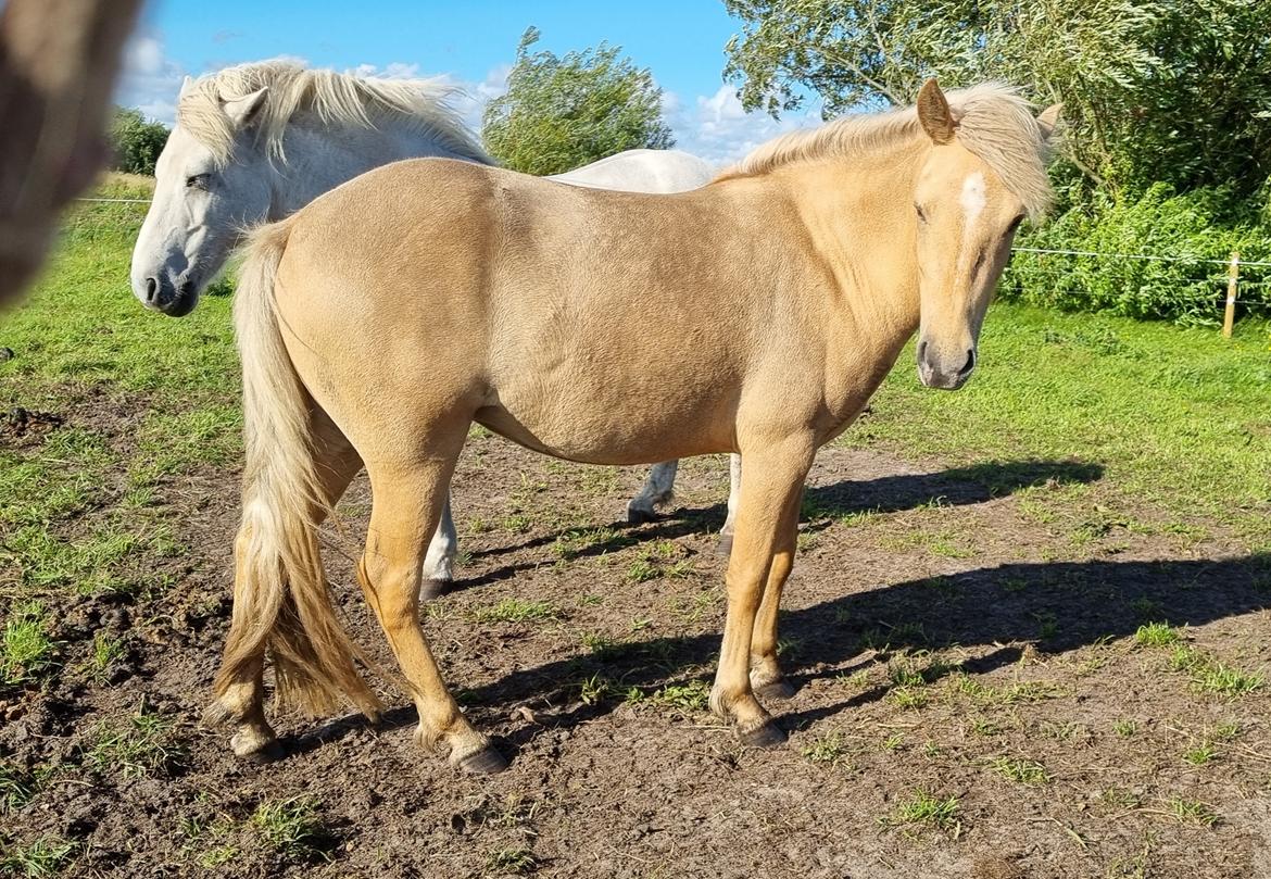 Islænder Ósk fra Haldgården SOLGT billede 1