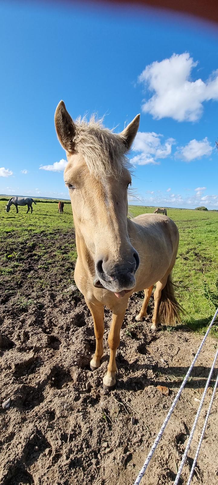Islænder Ósk fra Haldgården SOLGT billede 2