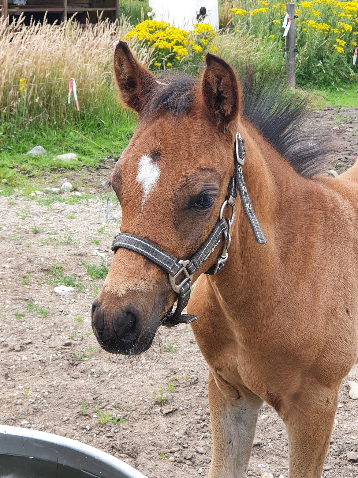 Anden særlig race Harbogaards Skumfidus billede 13
