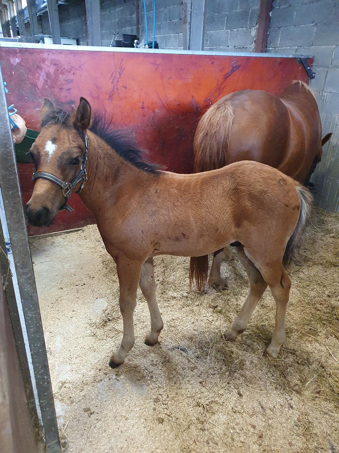 Anden særlig race Harbogaards Skumfidus billede 12