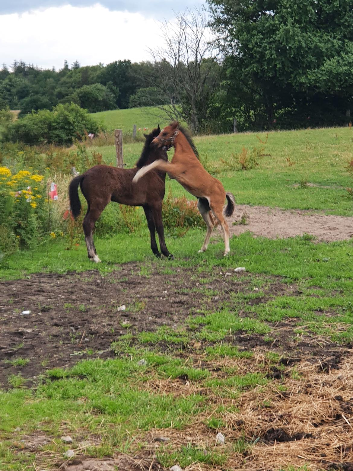 Anden særlig race Harbogaards Skumfidus billede 16