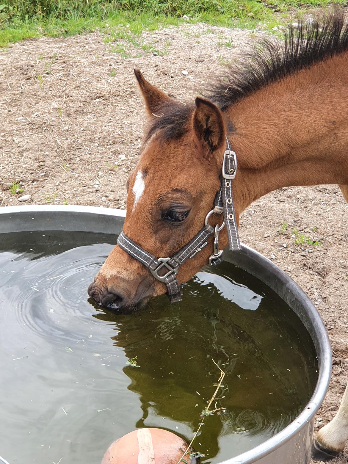 Anden særlig race Harbogaards Skumfidus billede 14