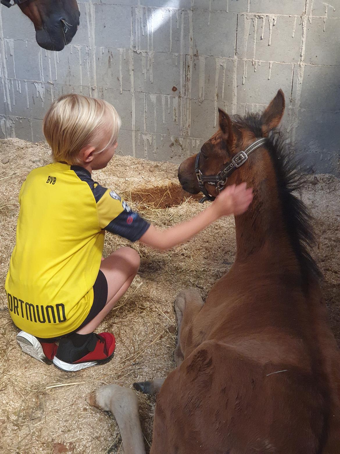 Anden særlig race Harbogaards Skumfidus billede 11